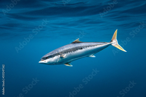 Yellowtail kingfish swimming in blue ocean water