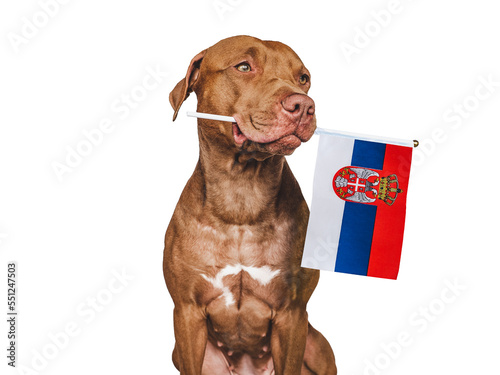 Charming, adorable puppy with the national Flag of Slovakia. Closeup, indoors. Studio shot. Congratulations for family, loved ones, relatives, friends and colleagues. Pet care concept