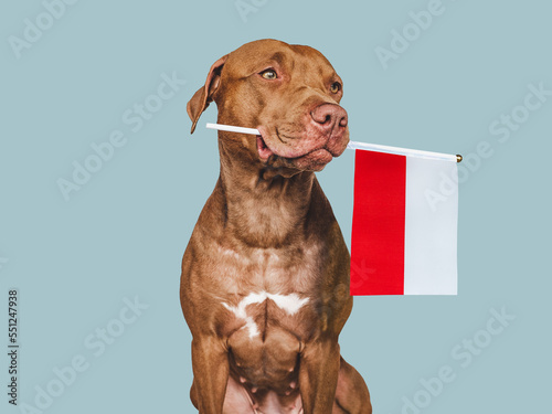 Charming, adorable puppy with the national Flag of Poland. Closeup, indoors. Studio shot. Congratulations for family, loved ones, relatives, friends and colleagues. Pet care concept