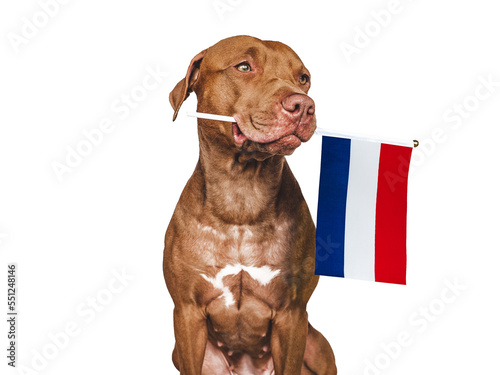 Charming, adorable puppy with the national flag of the Netherlands. Closeup, indoors. Studio shot. Congratulations for family, loved ones, relatives, friends and colleagues. Pet care concept