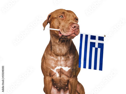 Charming, adorable puppy with the national Flag of Greece. Closeup, indoors. Studio shot. Congratulations for family, loved ones, relatives, friends and colleagues. Pet care concept
