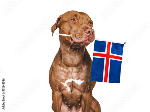 Charming, adorable puppy with the national Flag of Iceland. Closeup, indoors. Studio shot. Congratulations for family, loved ones, relatives, friends and colleagues. Pet care concept