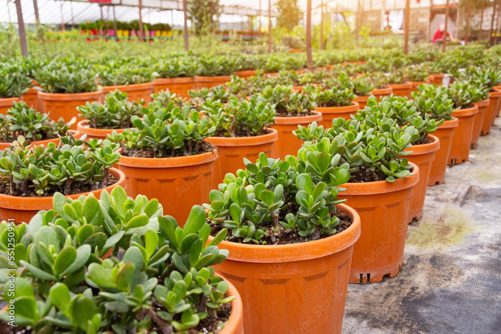 Brown crassula succulent pots displayed in rows in pots in a greenhouse for growing.