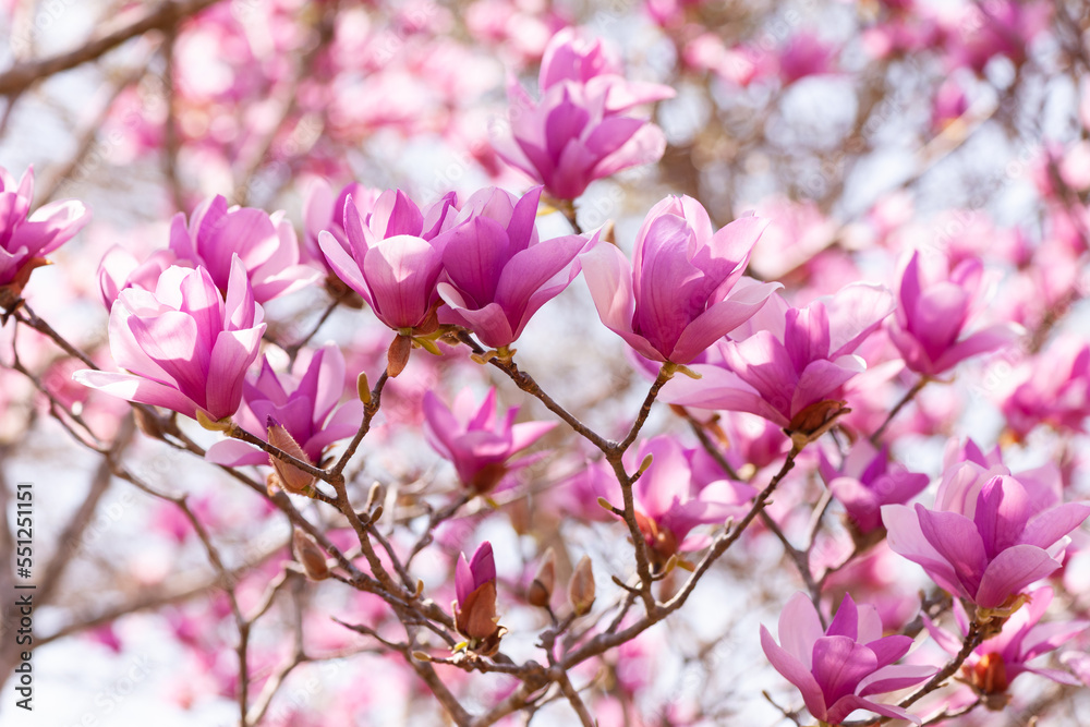 Fototapeta premium 春の訪れ