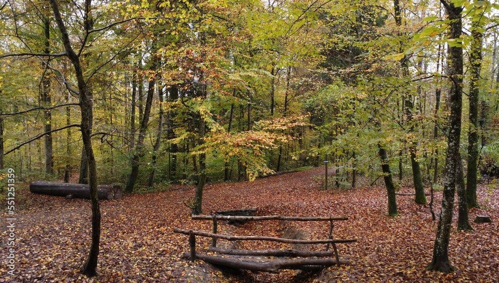 Der Wald Der Wald