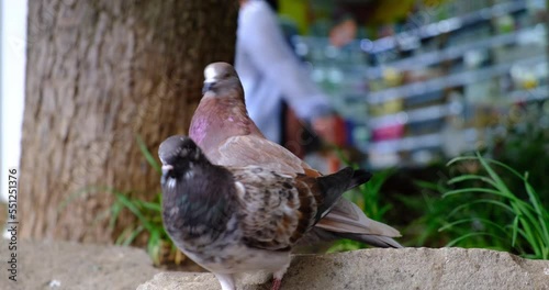 Couple of pigeons cooing on a rock in a city park. The concept of the animal world, nature, ecology, urban habitat. 4K 4096x2160