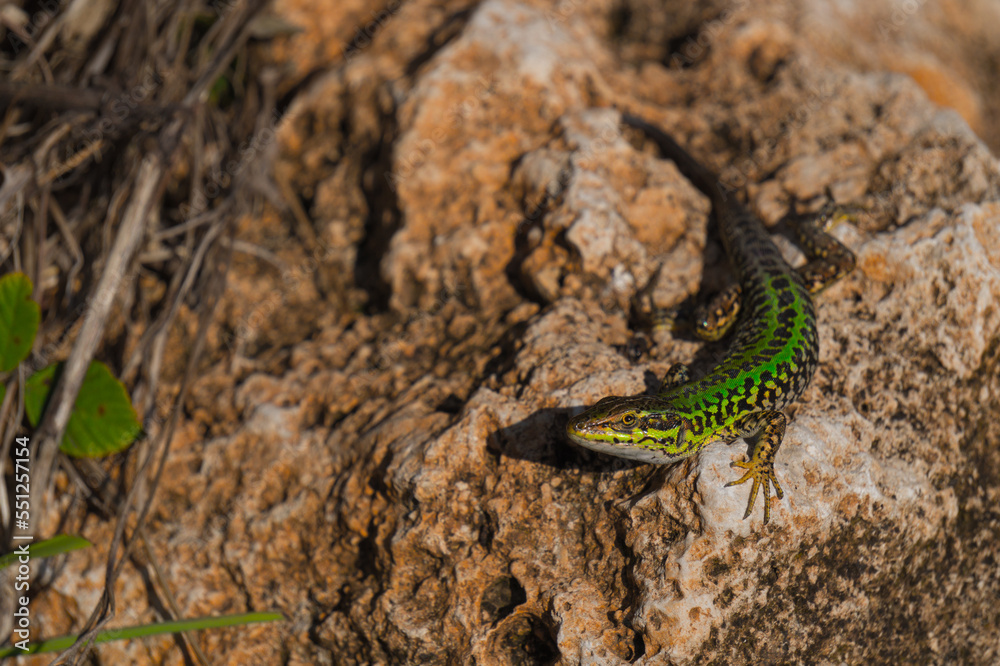 Fototapeta premium lucertola