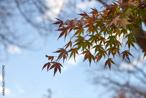 紅葉・もみじ・赤・色付く・秋・季節・背景・風景・グラデーション