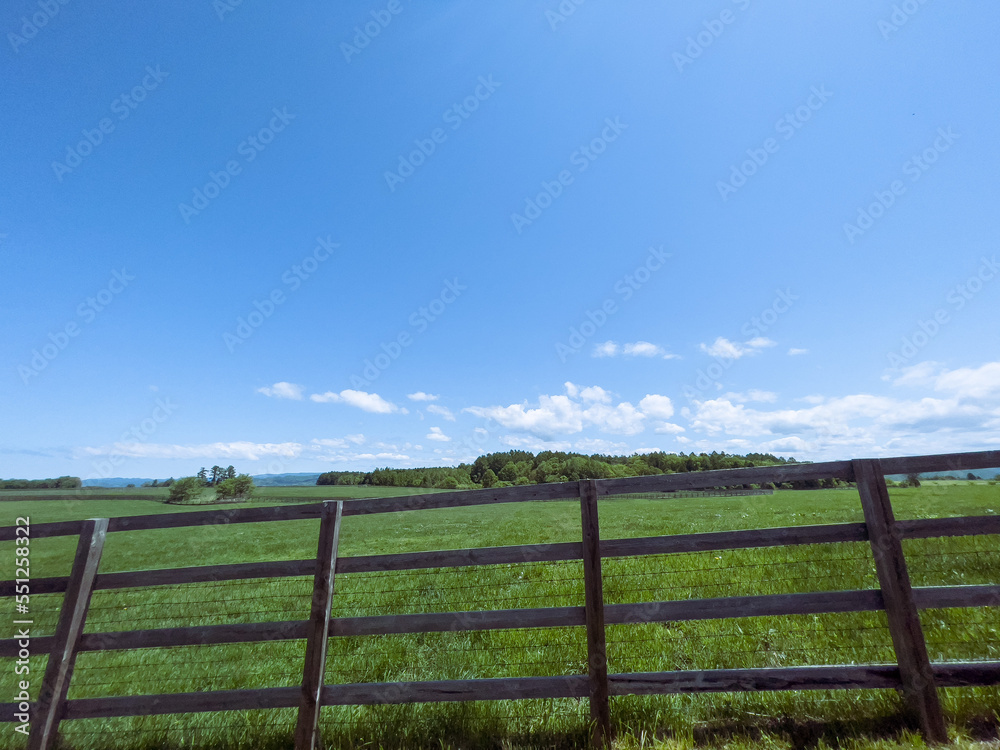 Blue sky and fresh green pasture