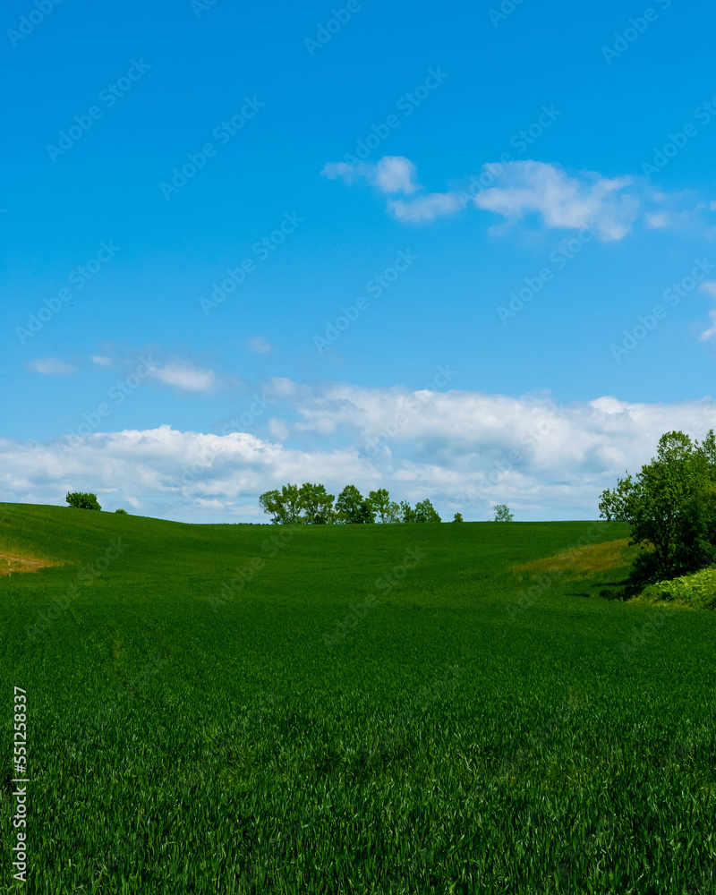 Wheat field hill with forest