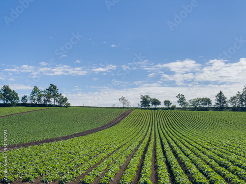 Spring field with blue sky