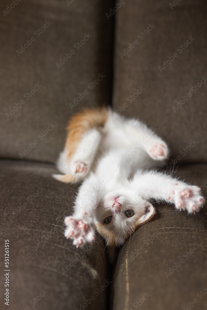 Fototapeta premium Cute white kitten lying on the back and pulls its paws up. Young cat stretches after sleep upside down on a couch.