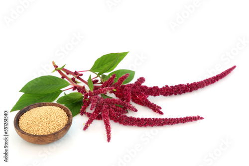 Amaranth dried seed with amaranthus plant. Nutrient rich grain health food highly nutritious, gluten free, high in antioxidants, protein. Lowers cholesterol and helps weight loss. On white. photo