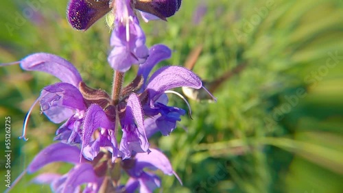 Sphinx colibri ou Moro sphinx butine des sauges des prés - (Macroglossum stellatarum) photo