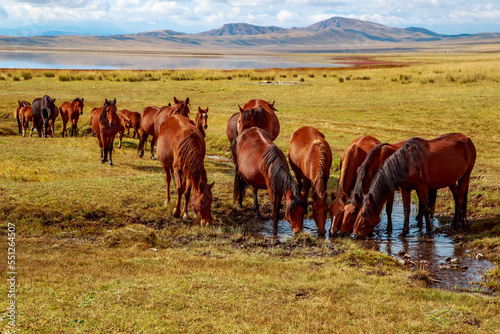 Beautiful horses drink water on the shore of a salt lake © Юлия Семенюк