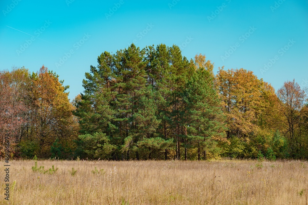 Fototapeta premium Lush pine in the middle of the field