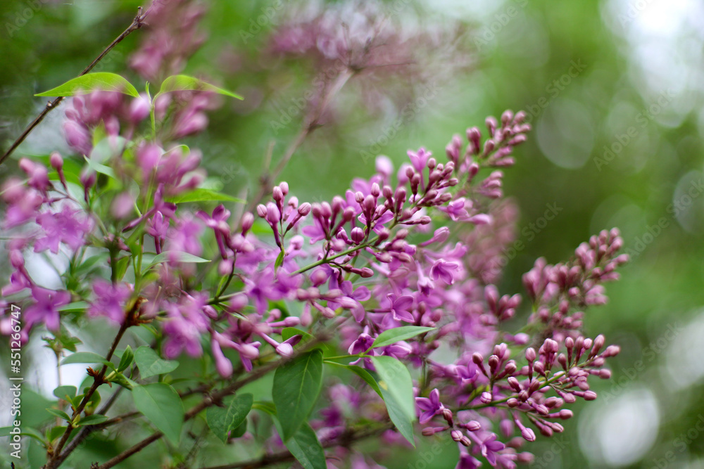 Lilac flowers on a tree. Purple lilac flowers on a branch. Lilac branch with purple flowers Lilac flowers on a tree. Purple lilac flowers on a branch. Lilac branch with purple flowers