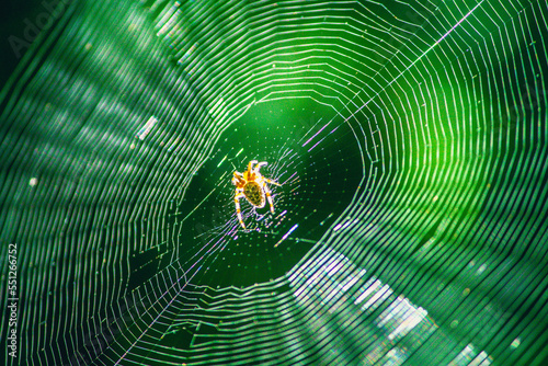 Leinwand Poster une araignée au centre de sa toile sur un arrière plan vert