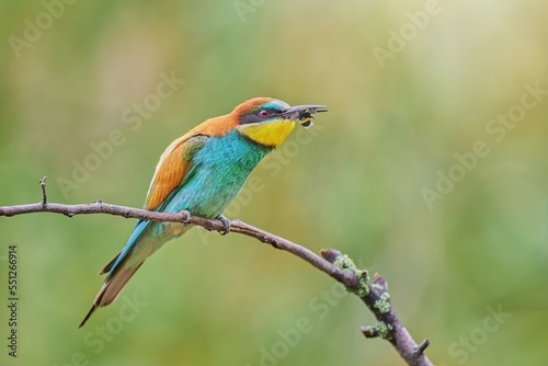 The European Bee-eater (Merops apiaster) © Jiří Švestka