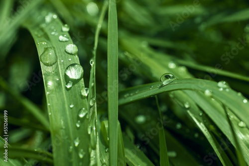 Water drops on green grass background. Horizontally.
