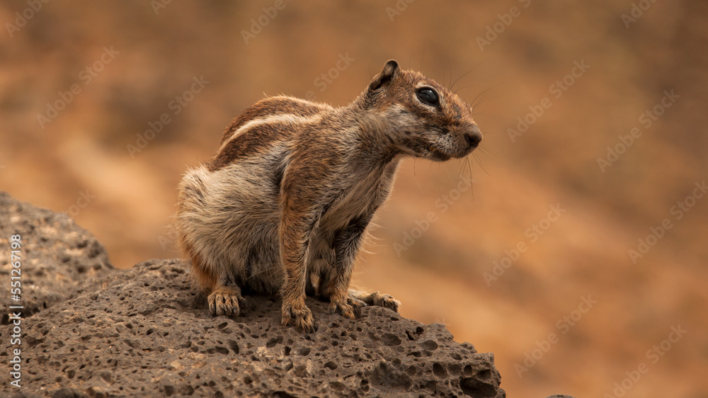 Naklejka premium Spain - Fuerteventura - Viewpoint Betancuria animals