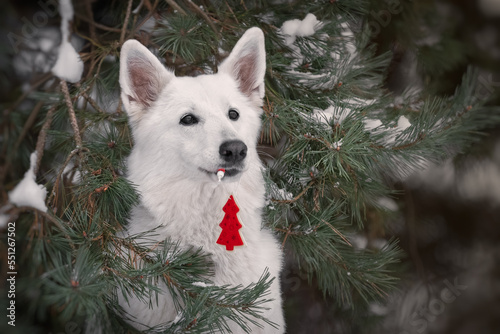 White dog with christmas decoration