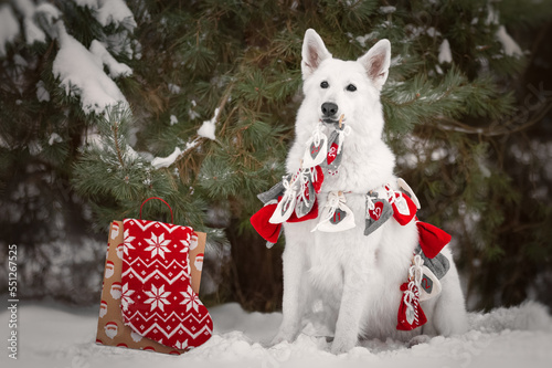 White dog with christmas decoration