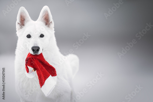 White dog with christmas hat