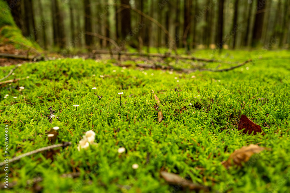 Moss-covered forest floor with small mushrooms Moss-covered forest floor with small mushrooms