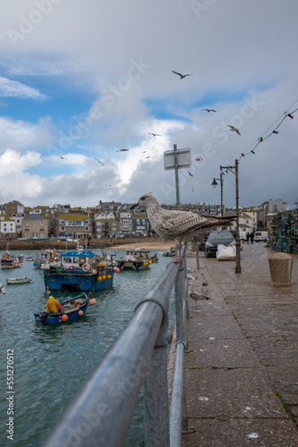 st ives quay with seagull cornwall uk  photo