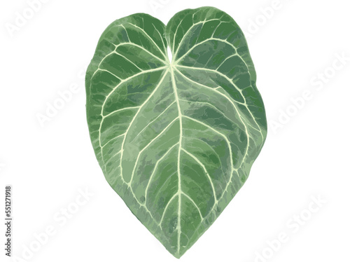large leaf aroid plants anthurium tropical plants