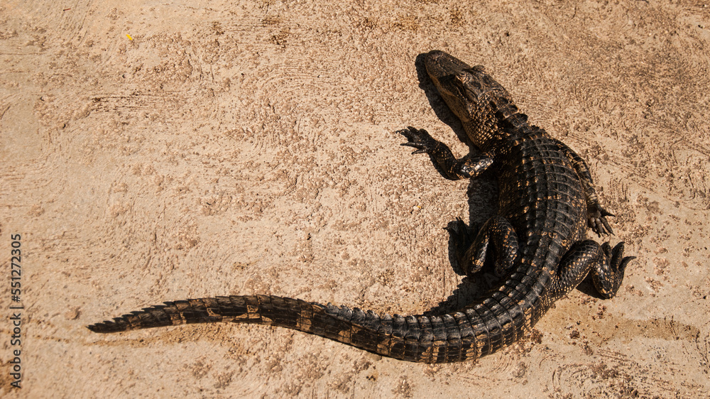 A caiman is a crocodilian alligatorid A caiman is a crocodilian alligatorid
