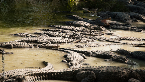 A caiman is a crocodilian alligatorid 