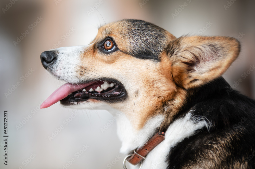 portrait of a welsh corgi pembroke dog portrait of a welsh corgi pembroke dog