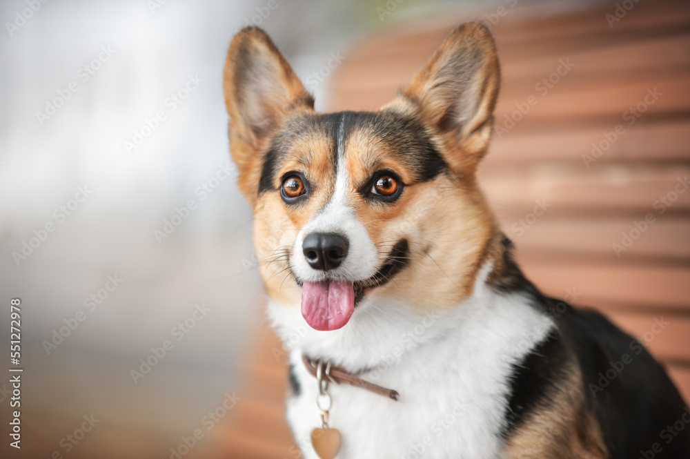 portrait of a welsh corgi pembroke dog portrait of a welsh corgi pembroke dog