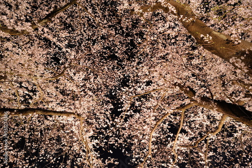 夜の空にいっぱいひろがった桜の花