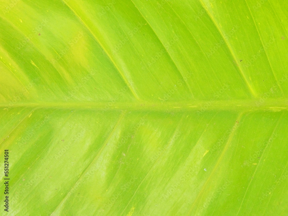 green leaf background green leaf background