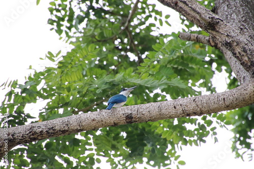 Collared Kingfisher in a park
