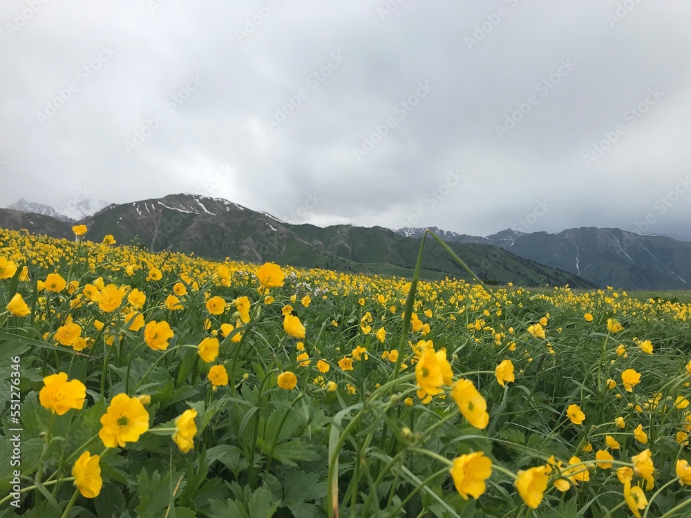 field of yellow flowers