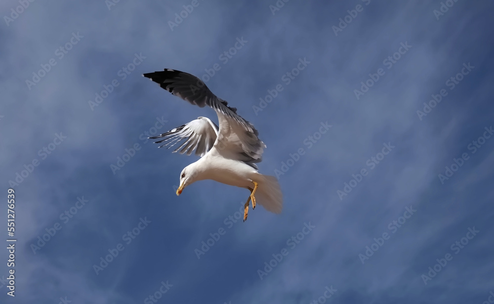 Obraz premium Flying European herring silver gull Larus argentatus at blue sky