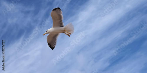 Flying European herring silver gull Larus argentatus at blue sky photo