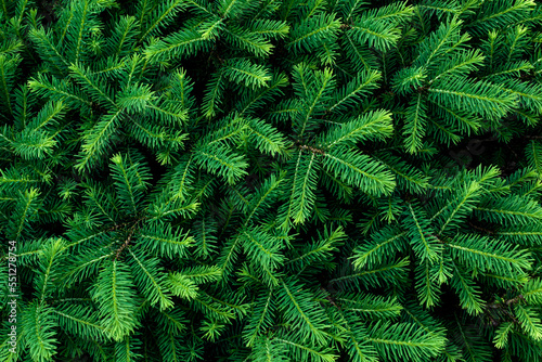bright fresh lush green spruce branches background