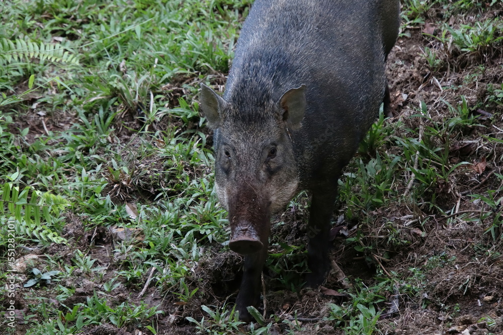 Wild boar, sus scrofa on the forest floor Wild boar, sus scrofa on the forest floor