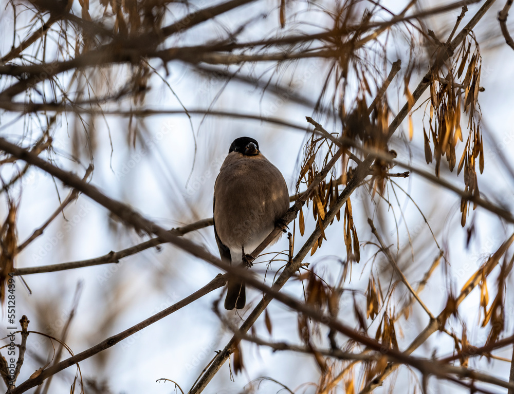 bright bullfinch on a tree branch looking for food on a frosty winter day bright bullfinch on a tree branch looking for food on a frosty winter day