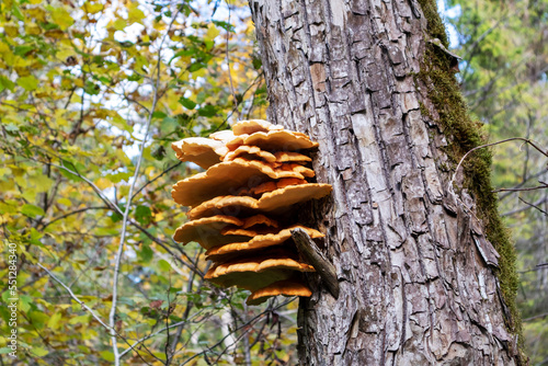Yellow growing mushrooms on a brown tree trunk and green trees in the background