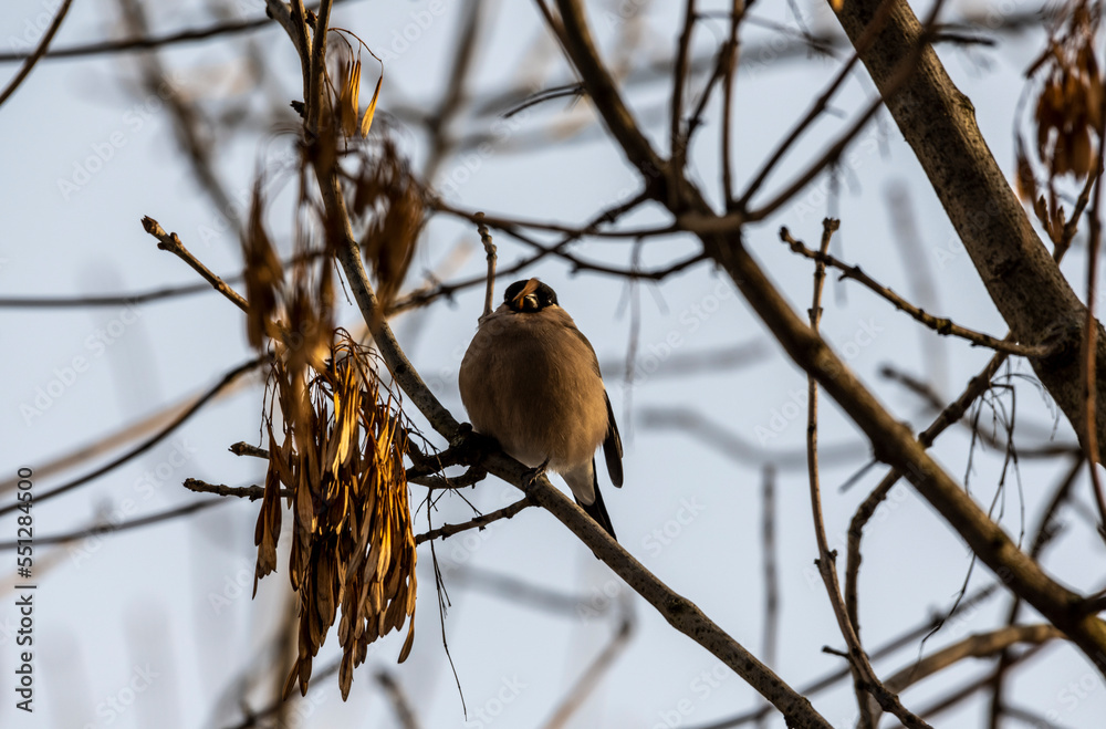 bright bullfinch on a tree branch looking for food on a frosty winter day bright bullfinch on a tree branch looking for food on a frosty winter day