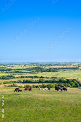 Pastoral Scene of Cattle Grazing in English Countryside, Clear Blue Sky, Portrait Format with Copy Space