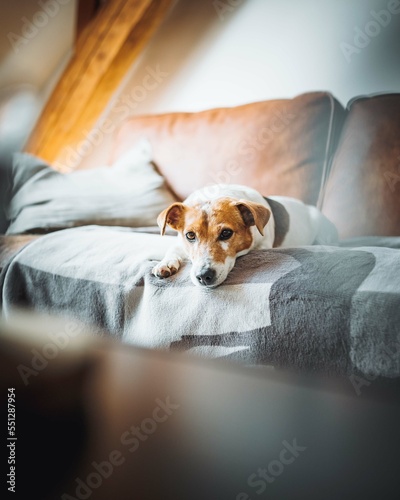 dog on couch