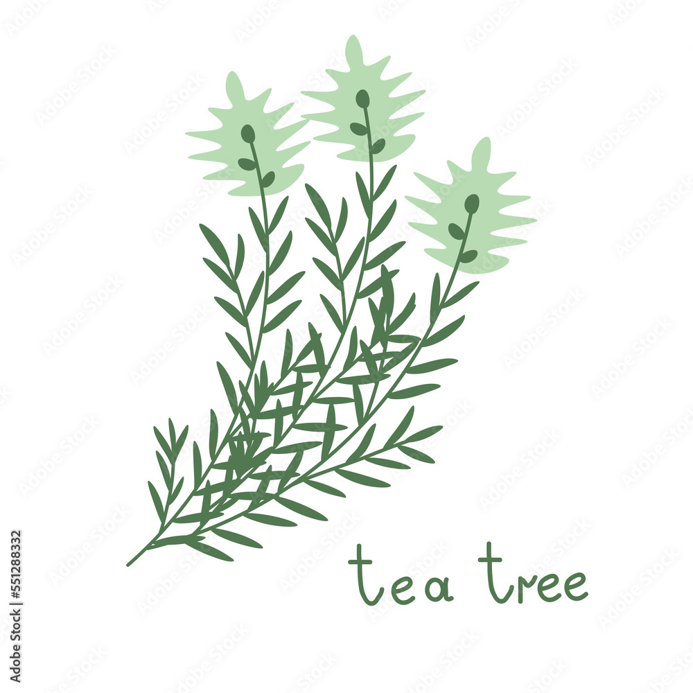 Fototapeta premium Tea tree vector branch