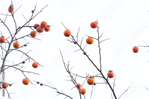 A lot of orange persimmons hanging on the branches in late autumn and early winter. photo